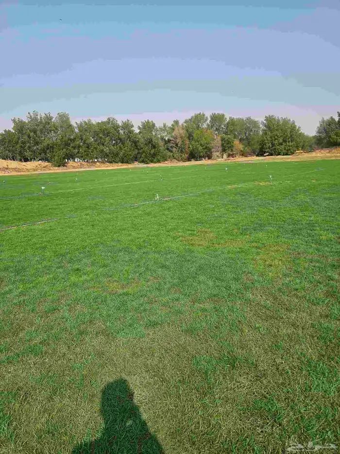 نجيله طبيعي ثيل طبيعي CL2000 0