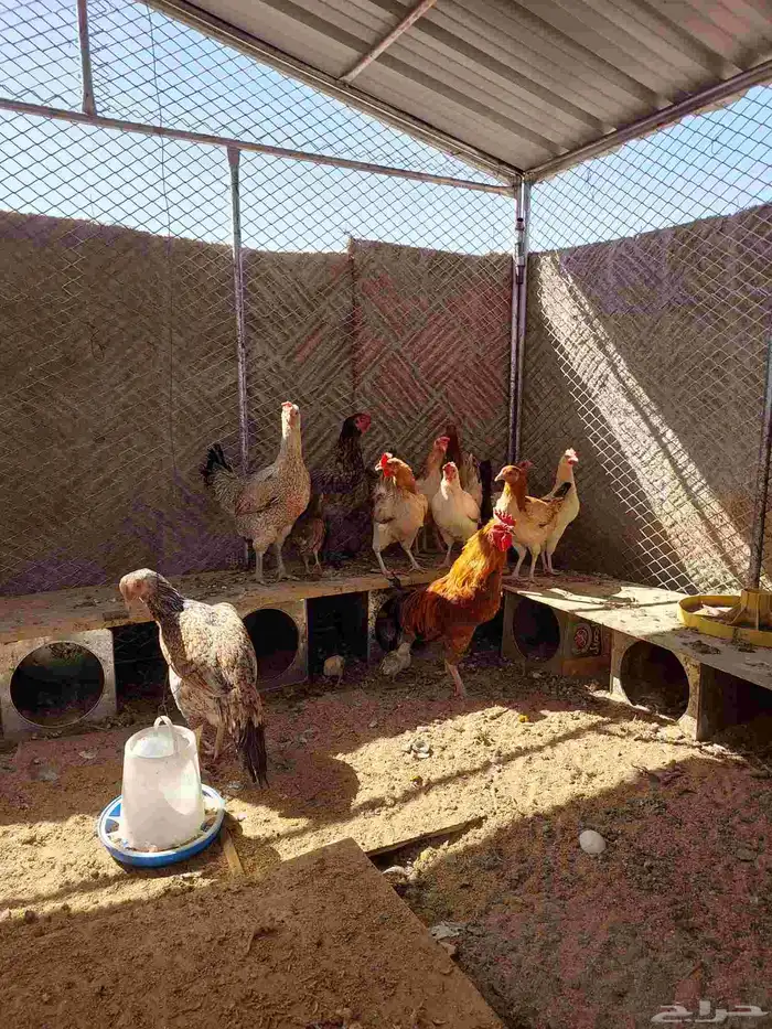 دجاح بلدي 1