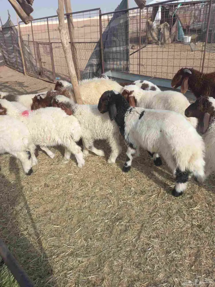 للبيع خرفان نعيم طيبات شعره وطرف العدد 15 فيهن 4 رخال فقط 0