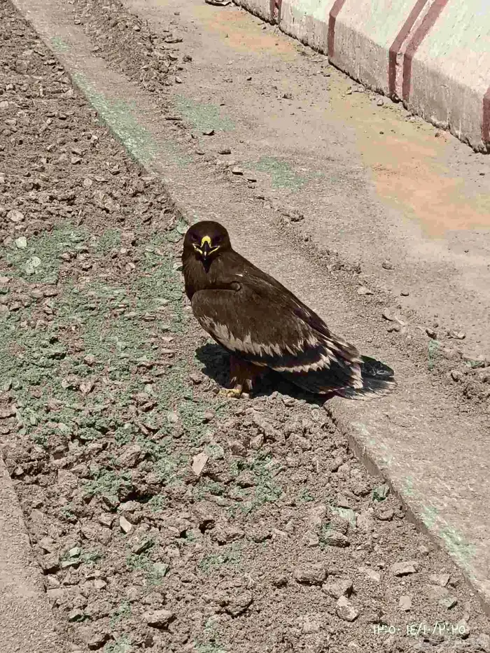 طائر كبير 0