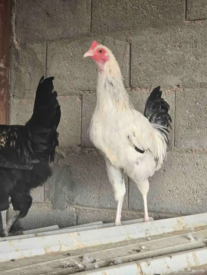 ديك حجم كبير 4
