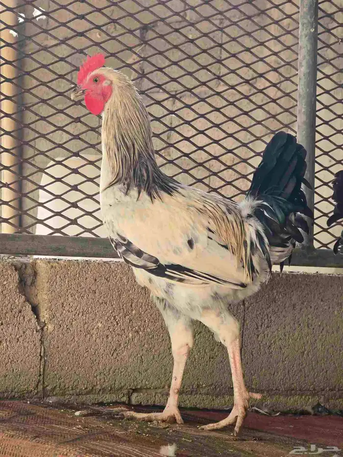 ديك حجم كبير 3