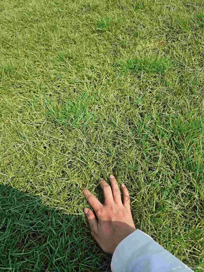 نجيله طبيعي ثيل طبيعي CL2000 5