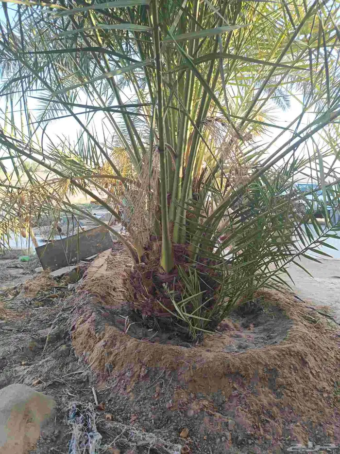 توريد جميع انواع النخل خلاص برحي مجدول صقعي هلال شيشي 6