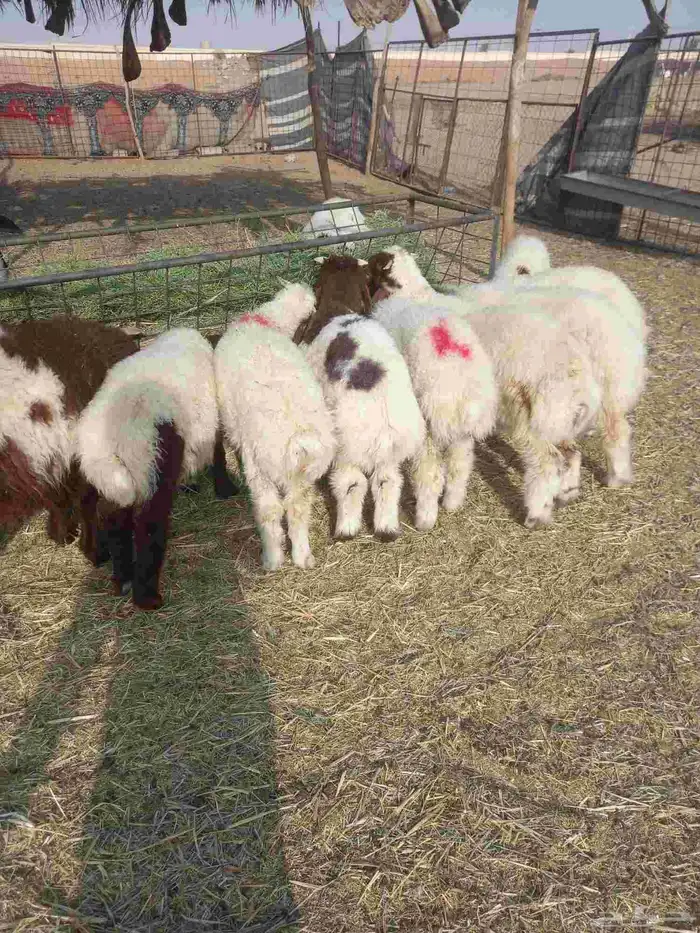 للبيع خرفان نعيم طيبات شعره وطرف العدد 15 فيهن 4 رخال فقط 3