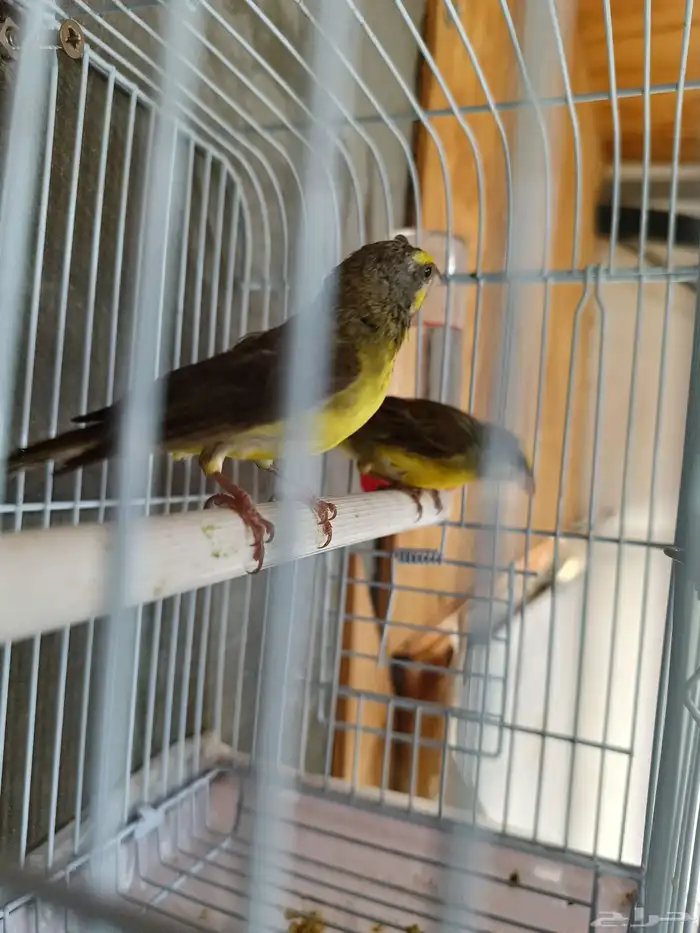 ياسمين موزمبيقي 2