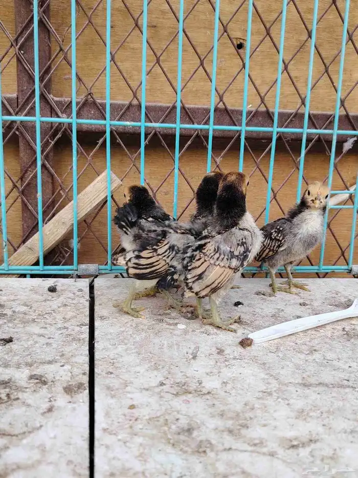 صوص سبرايت تم البيع تم البيع 1