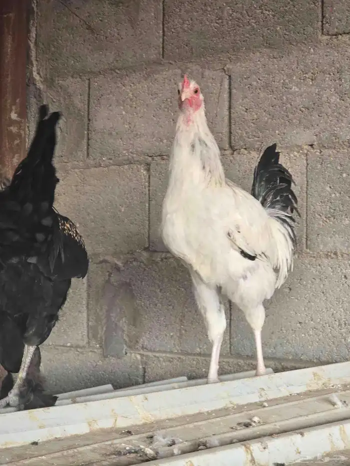 ديك حجم كبير 6