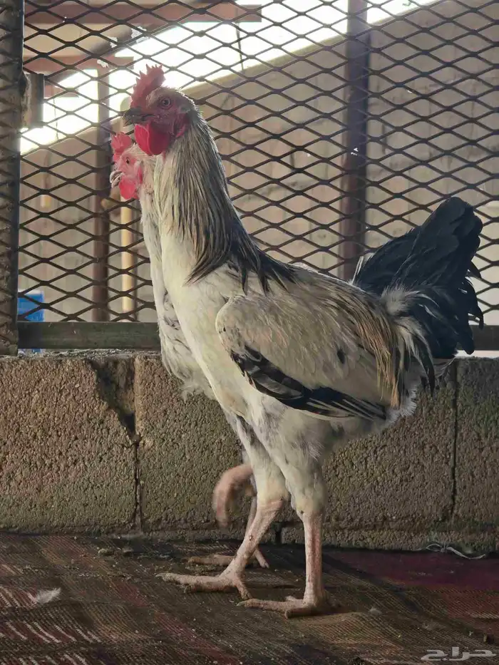 ديك حجم كبير 8