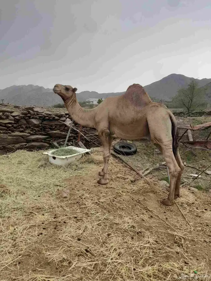 للبيع بعير 2