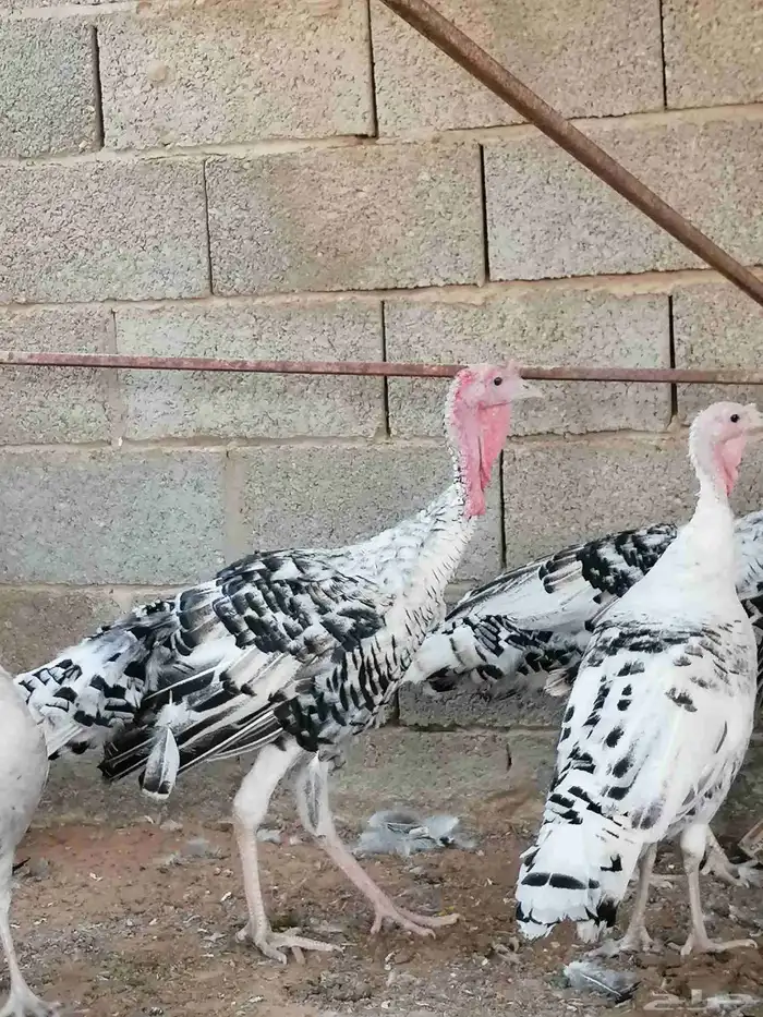 رومي الوان حلوة 0