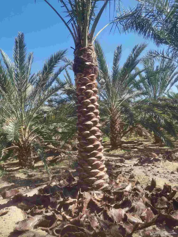 مقول نخل وشبوك مزارعه 3