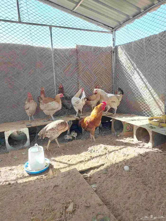 دجاح بلدي 2