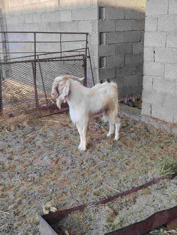 تيس ابرص فحل 5