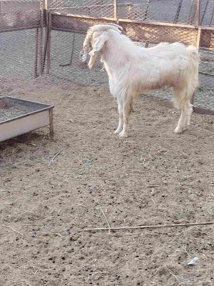 تيس ابرص فحل 3