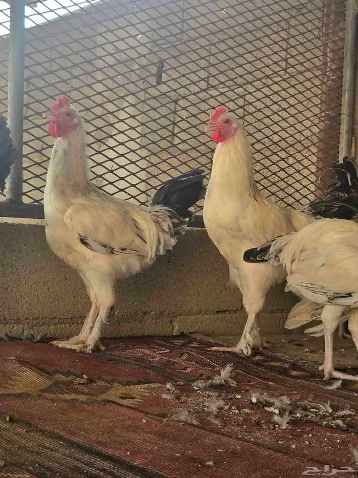 ديك حجم كبير 0
