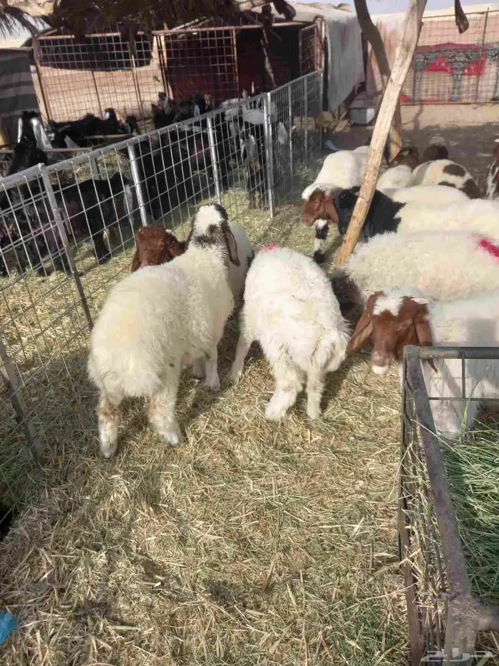 للبيع خرفان نعيم طيبات شعره وطرف العدد 15 فيهن 4 رخال فقط 1