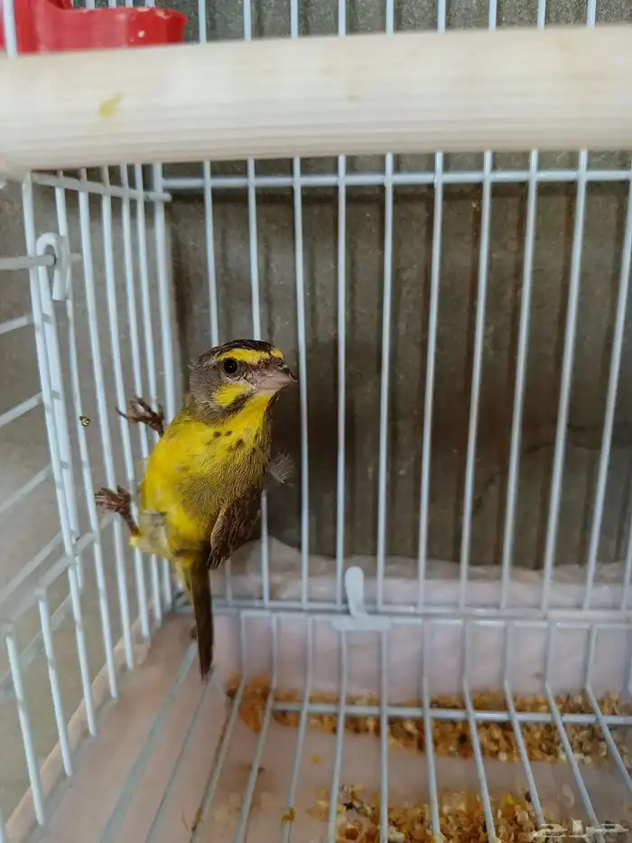 ياسمين موزمبيقي 5