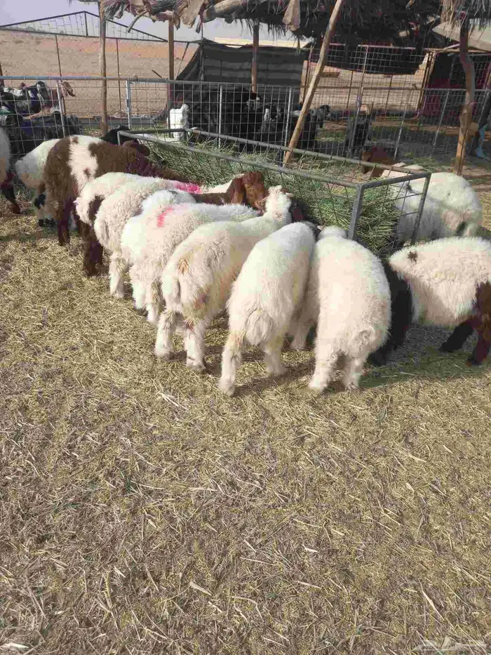 للبيع خرفان نعيم طيبات شعره وطرف العدد 15 فيهن 4 رخال فقط 8