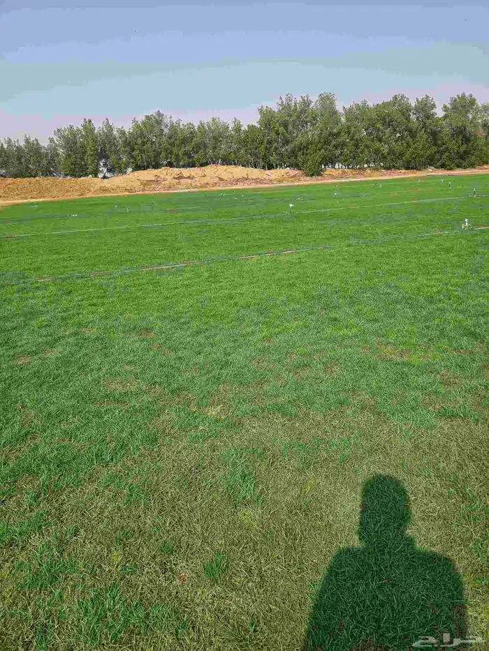 نجيله طبيعي ثيل طبيعي CL2000 1