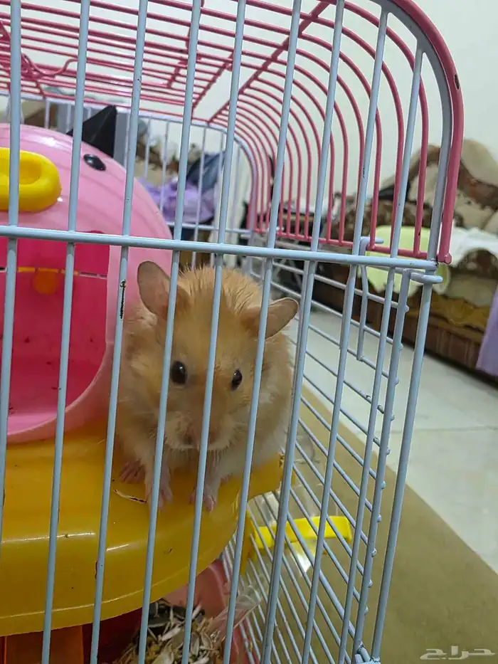 Hamster 3