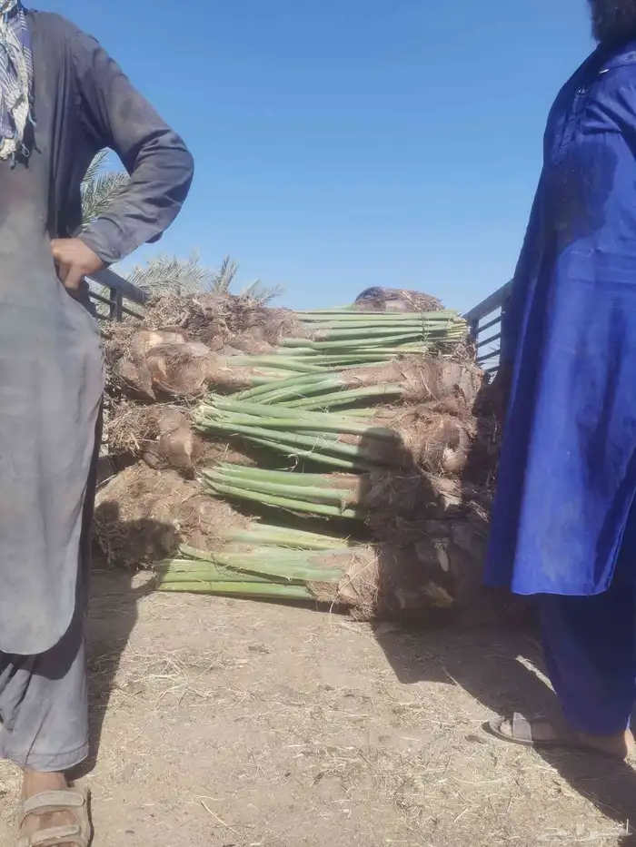 مقول نخل وشبوك مزارعه 1