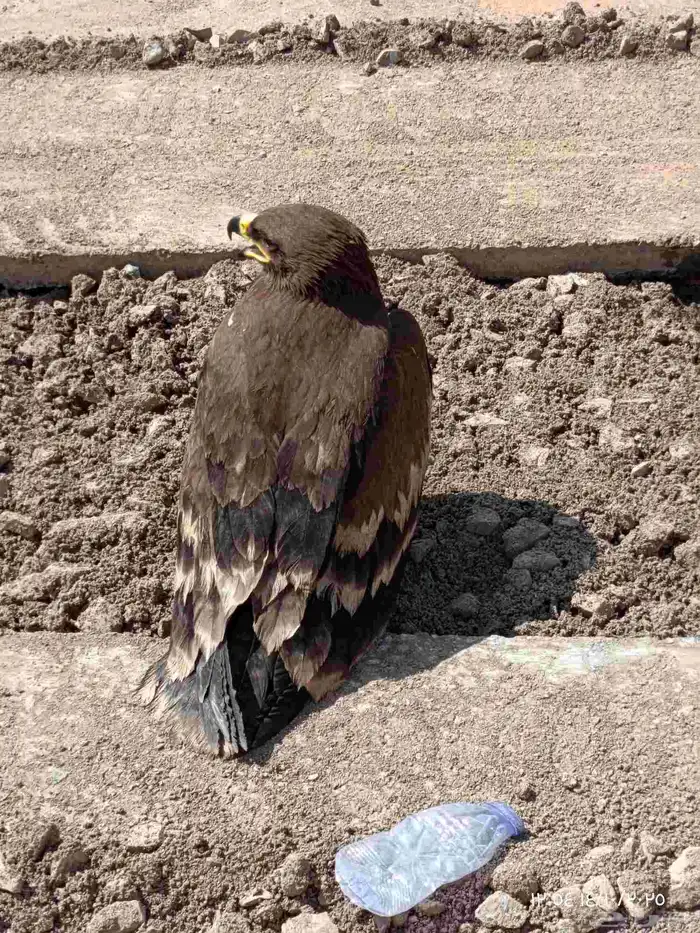 طائر كبير 1