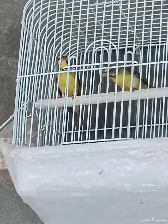 ياسمين موزمبيقي 1