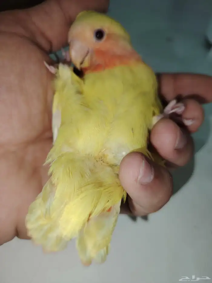 فرخ روز تم البيع تم البيع 11