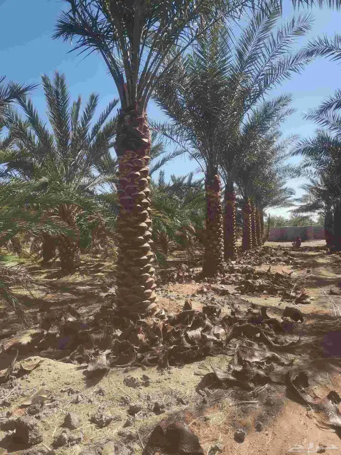 مقول نخل وشبوك مزارعه 4
