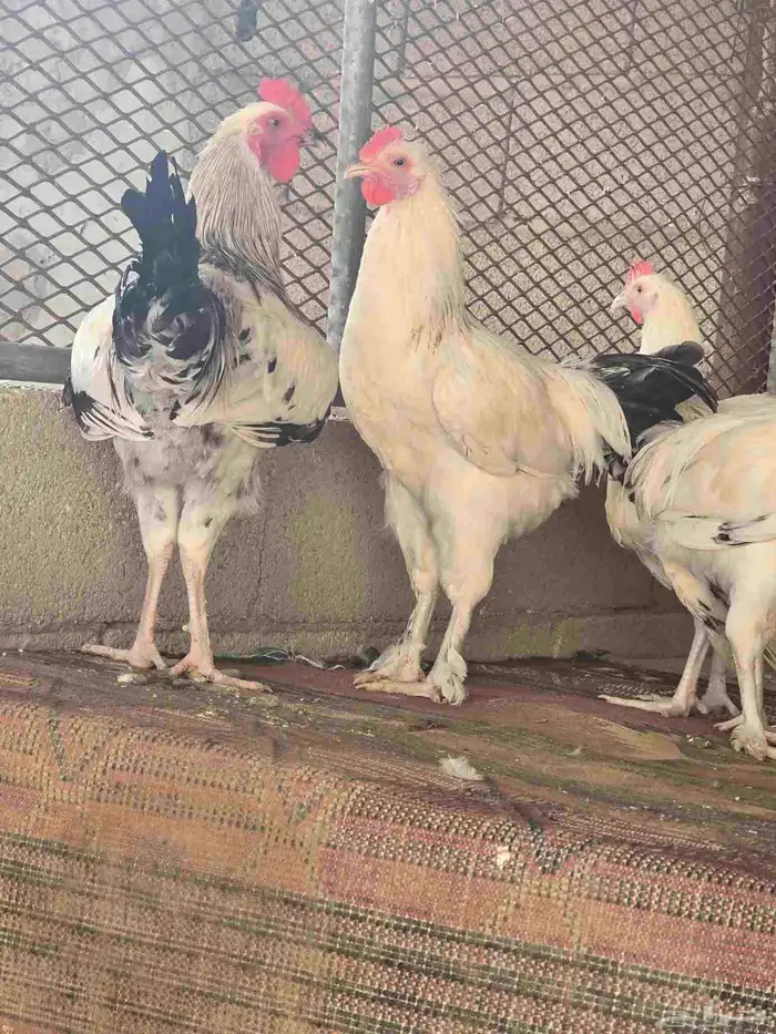 ديك حجم كبير 2