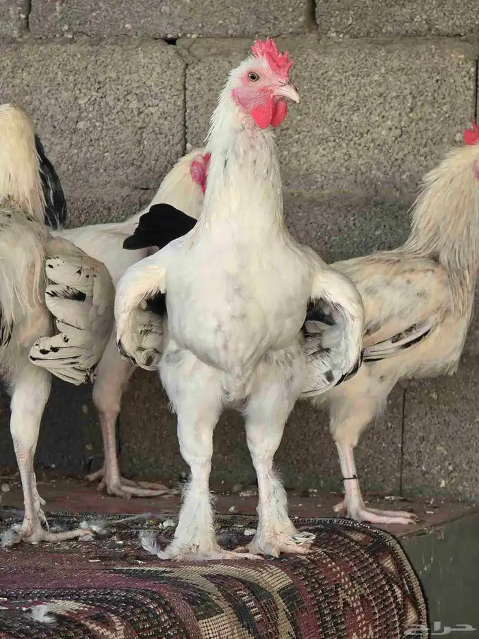 ديك حجم كبير 1