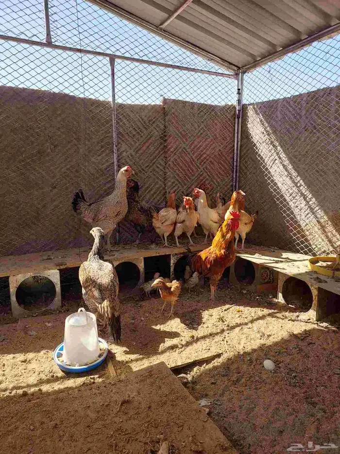 دجاح بلدي 0