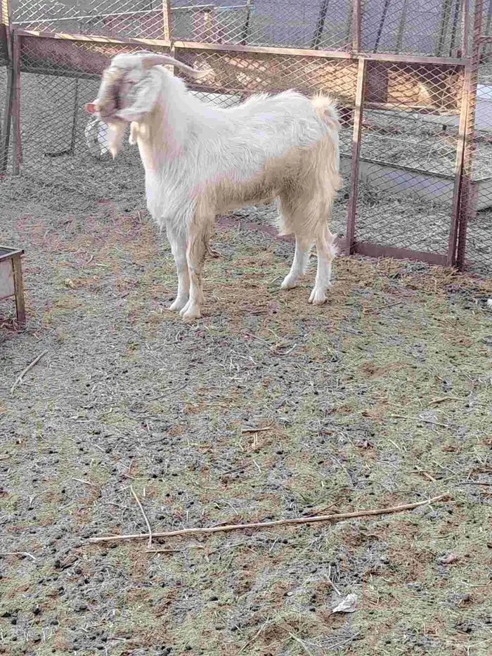 تيس ابرص فحل 4