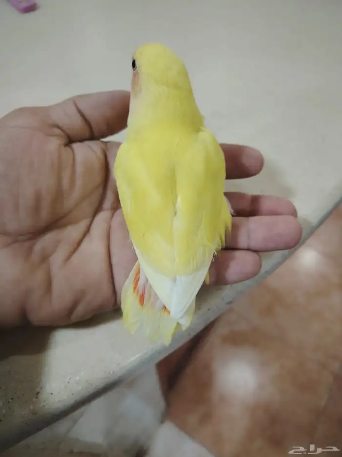 فرخ روز تم البيع تم البيع 2