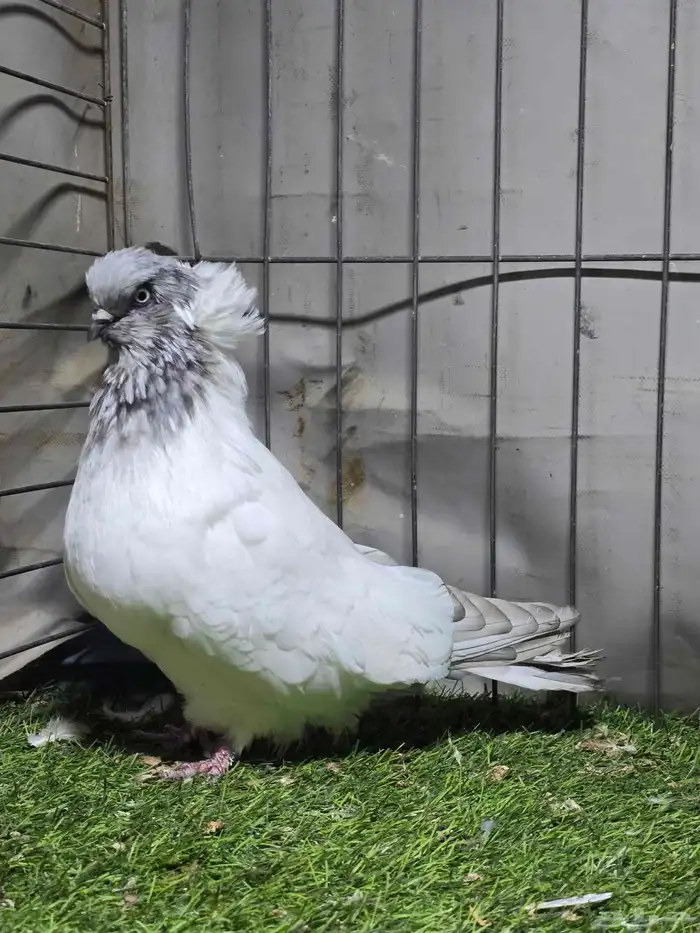 مفتلات وفحل سوداني 0