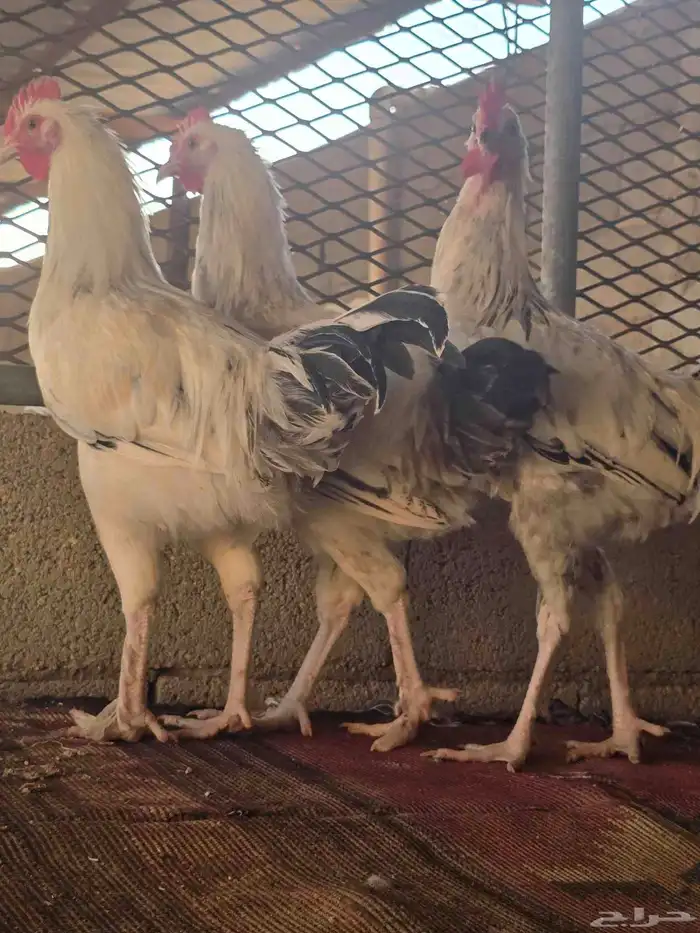 ديك حجم كبير 7