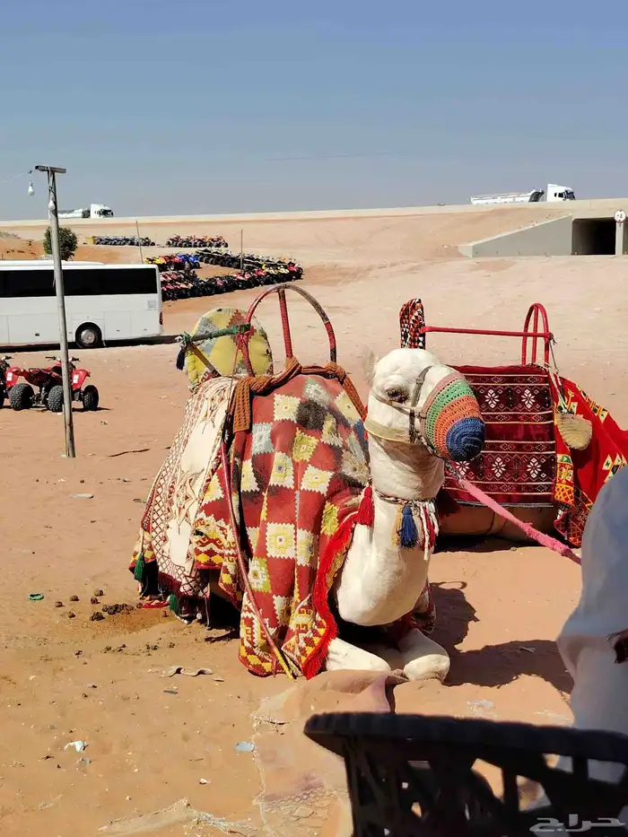 اجار جمال رحول وخيل عربية اصيلة 8