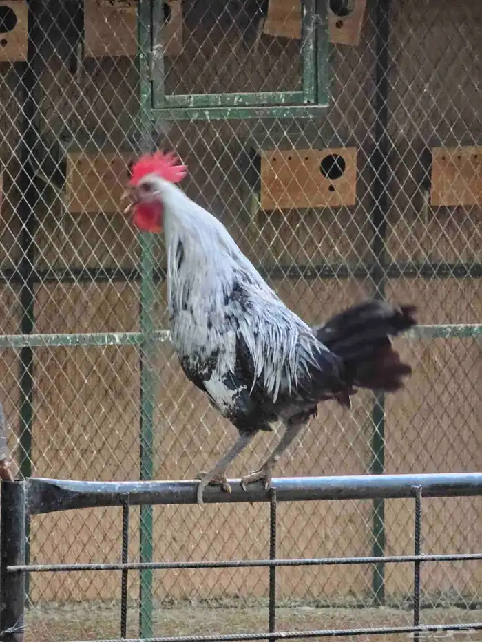 للبيع ديكه فيومي 0