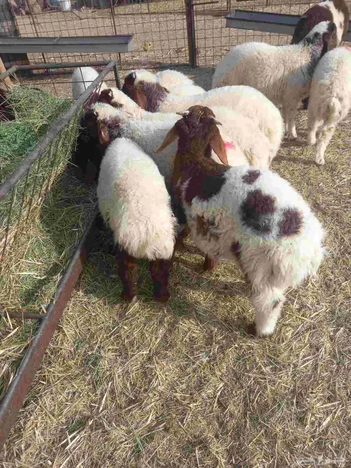 للبيع خرفان نعيم طيبات شعره وطرف العدد 15 فيهن 4 رخال فقط 2