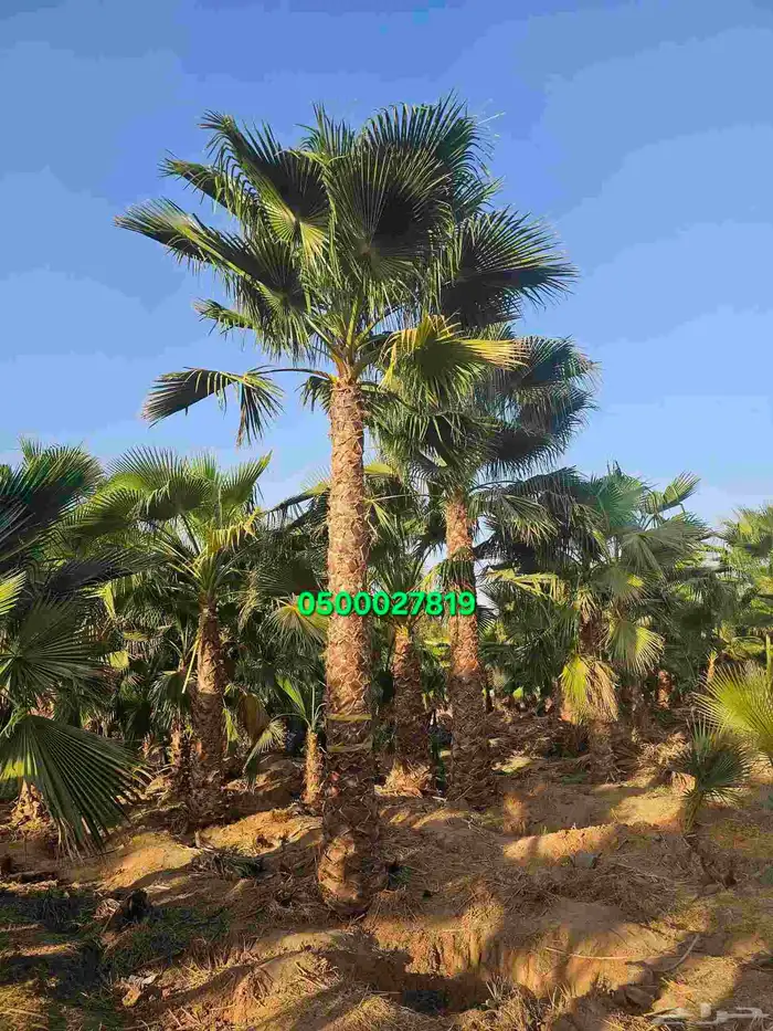 نخل واشنطني نخل ملوكي ثيل طبيعي للبيع 1