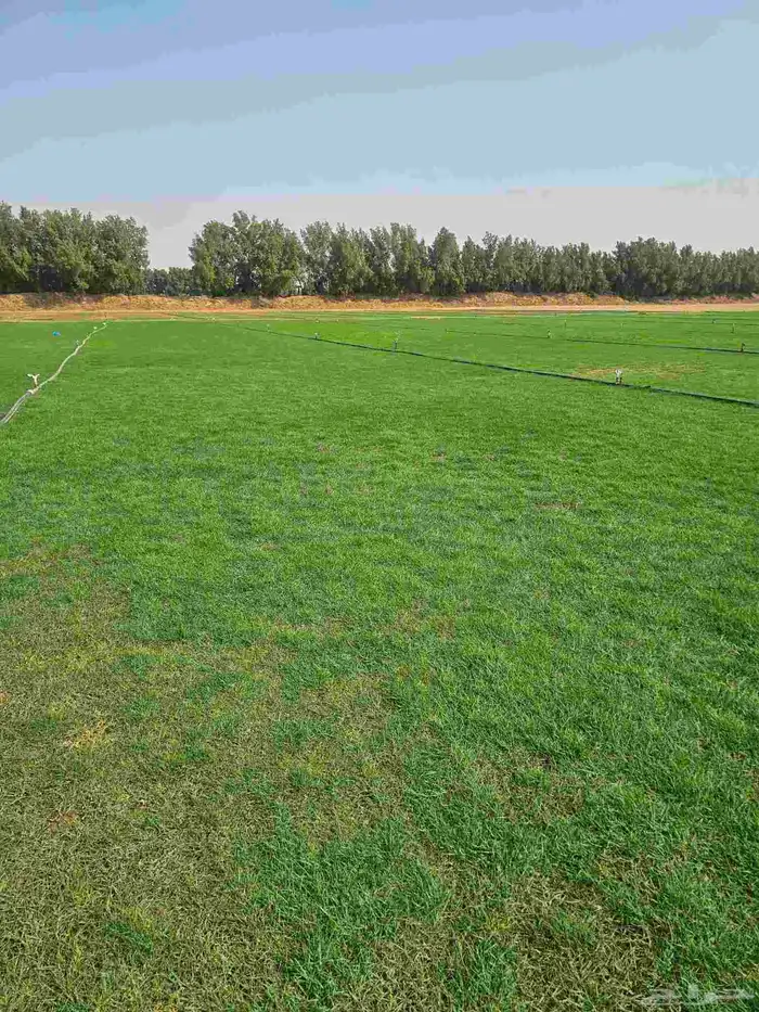 نجيله طبيعي ثيل طبيعي CL2000 8