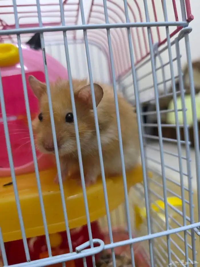 Hamster 0