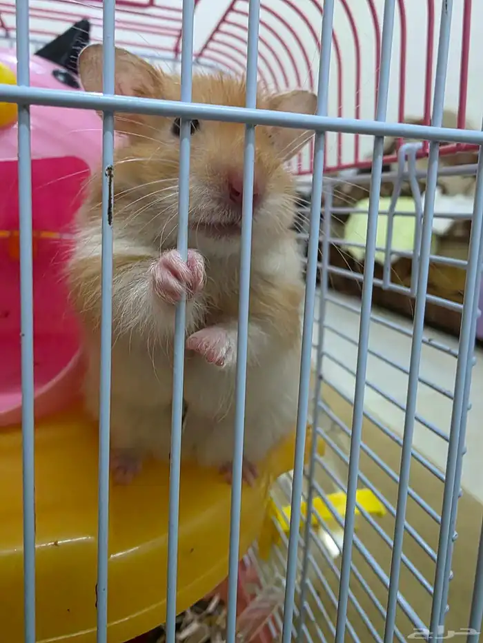 Hamster 2