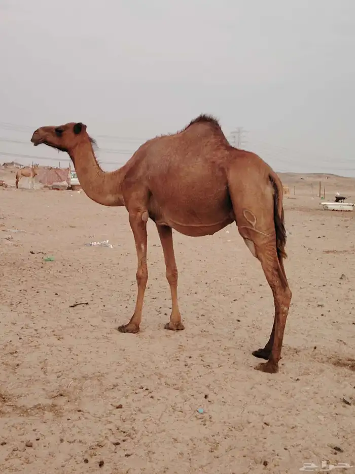 ساحليه مدني 1