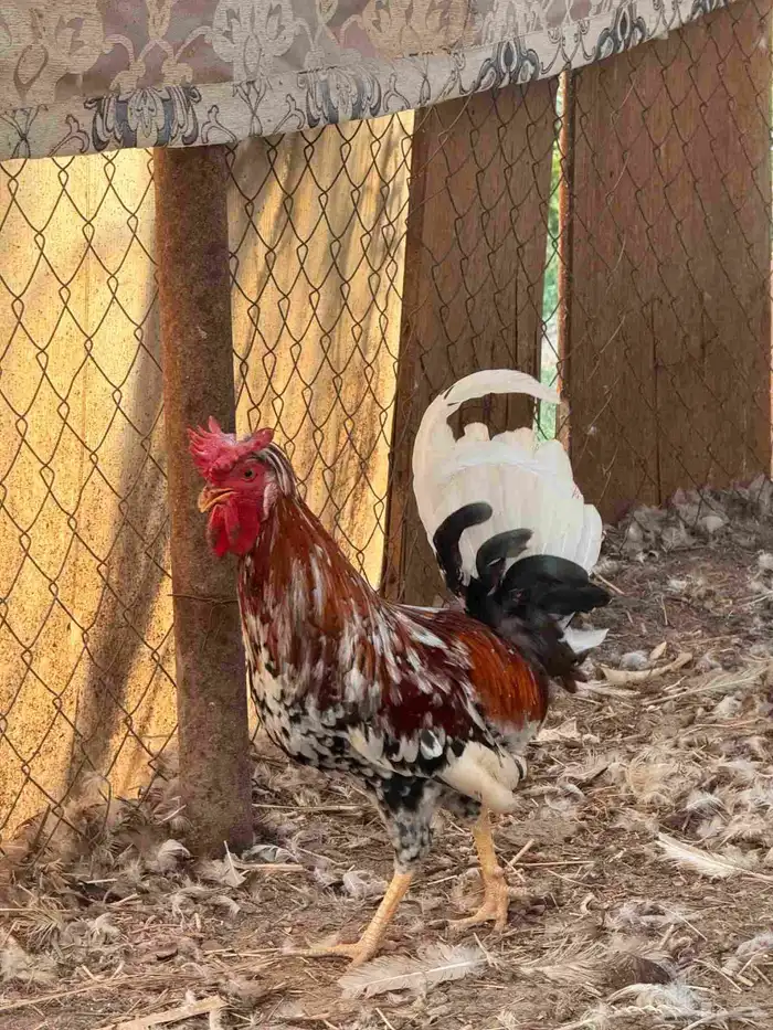 ديك ترثة مكنتوش 3