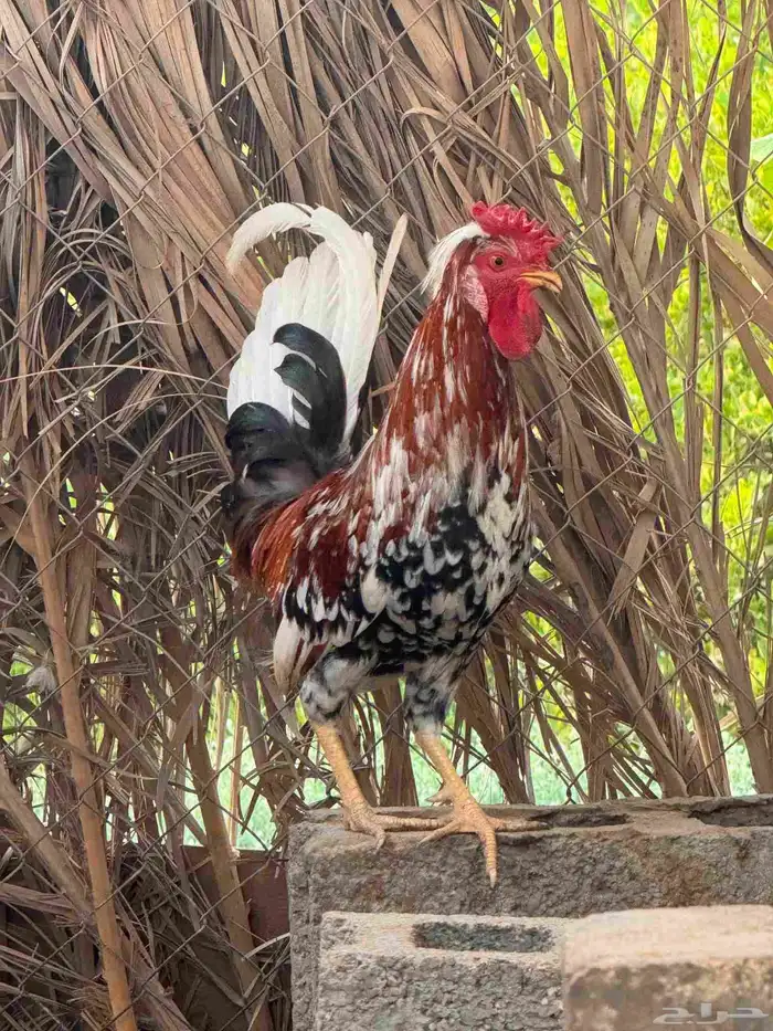 ديك ترثة مكنتوش 2