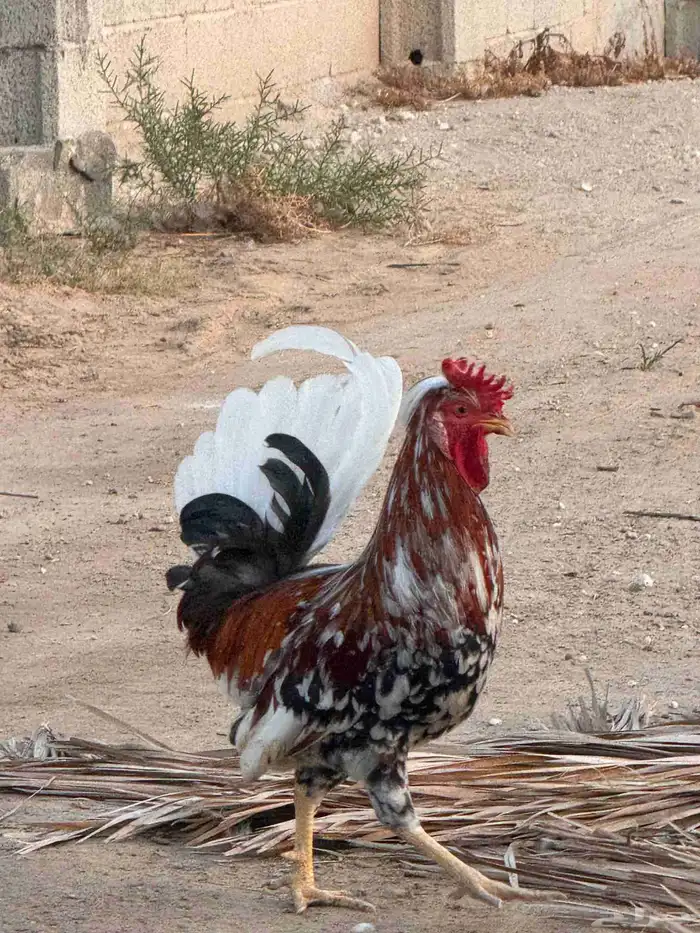 ديك ترثة مكنتوش 0