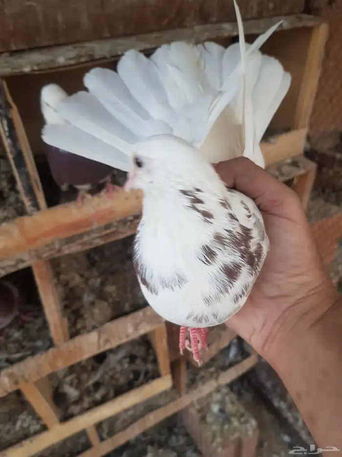 قطايف قطيفي الحد 350 13