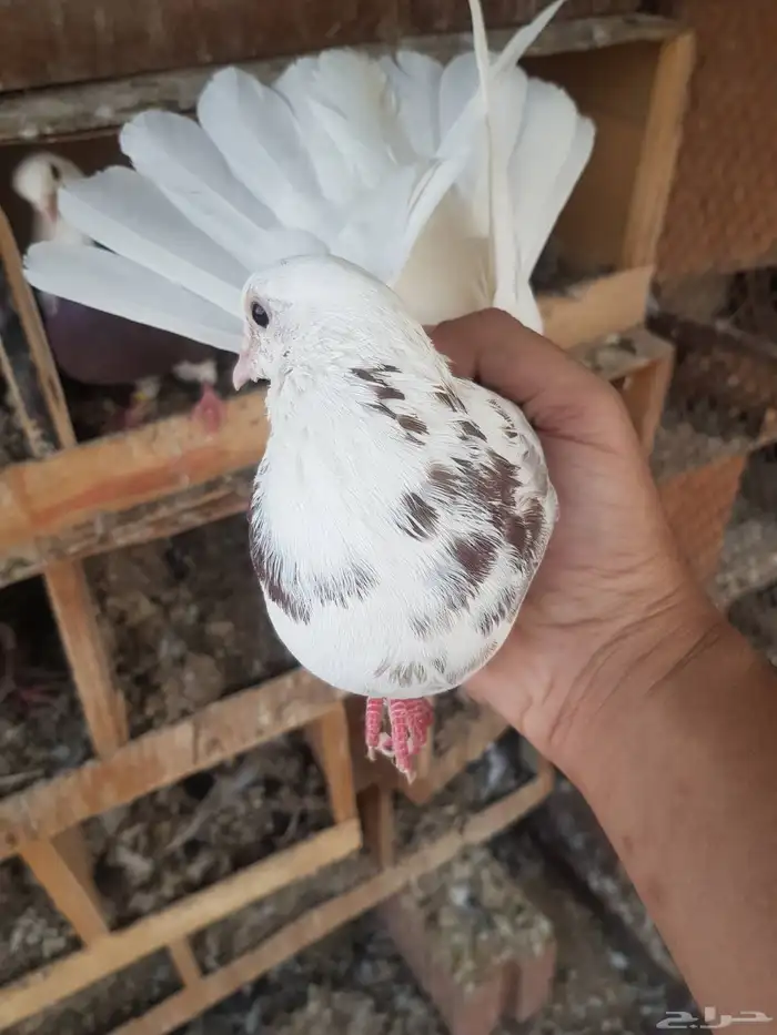 قطايف قطيفي الحد 350 14